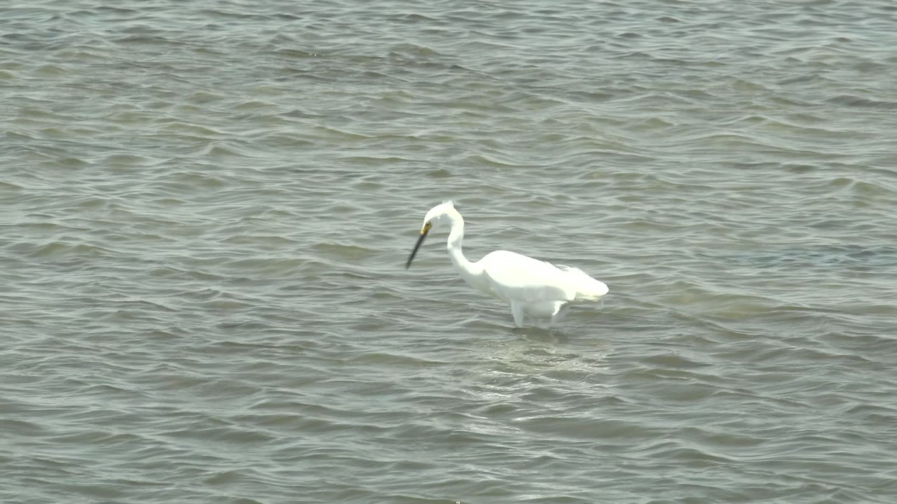 White egret standing in rippled water with head raised