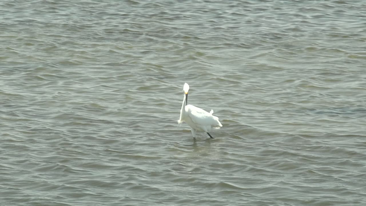 White egret in Guerrero Negro facing nearly toward camera in shallow rippled water, with one dark leg visible below its white body and no visible people.
