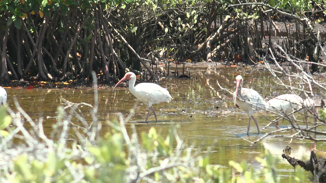 White ibis wade in shallow brown-green water at a San Carlos, Baja California Sur mangrove wetland, with roots behind them and no visible people.