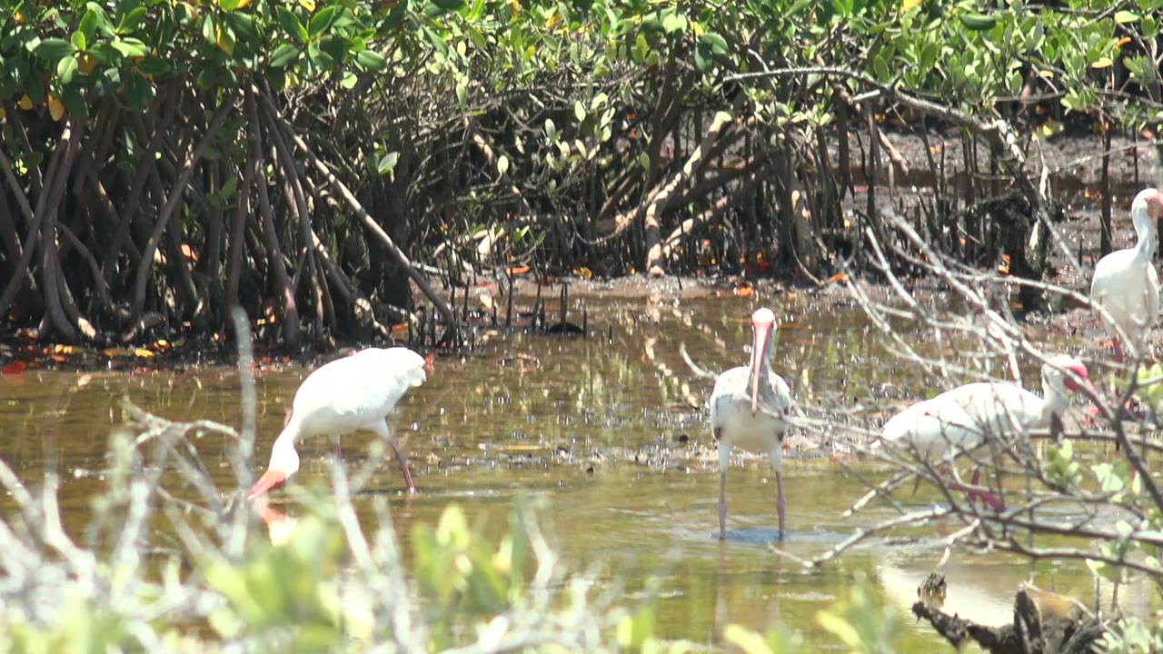 Ibis foraging among mangrove roots and branches