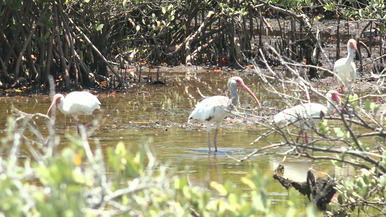 White ibis occupy the midground of a San Carlos, Baja California Sur wetland scene, with one bird upright and others feeding near mangrove roots, no visible people.