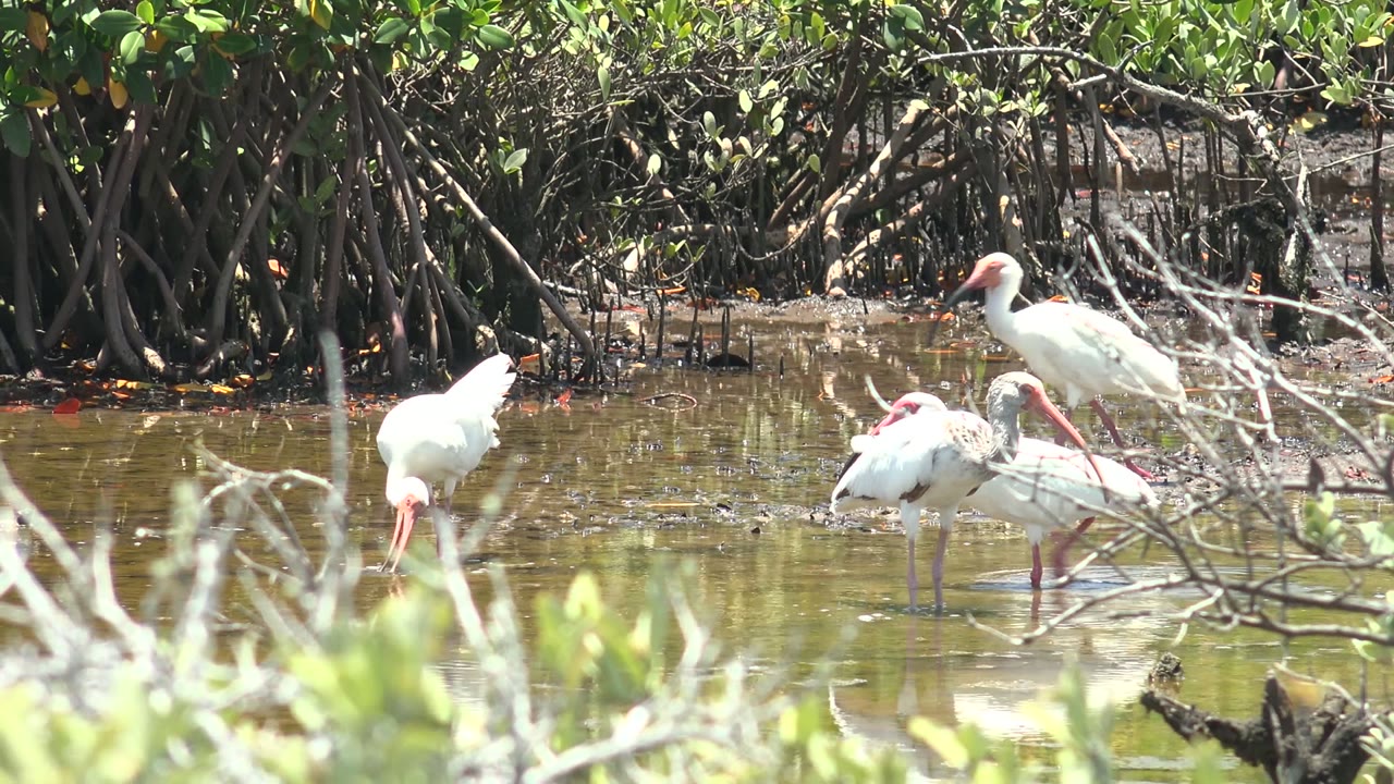 Several white ibis stand and forage in shallow water at a San Carlos mangrove wetland, with exposed roots behind them and no visible people.
