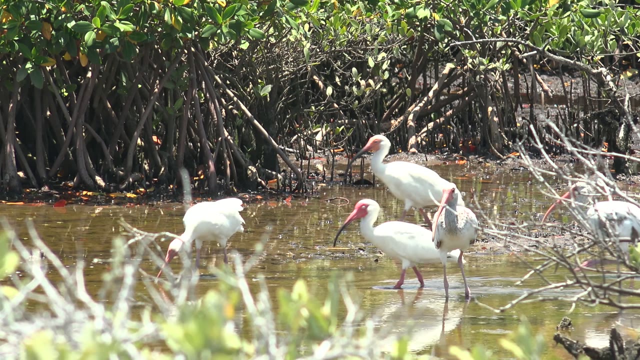 White ibis foraging near mangrove roots.