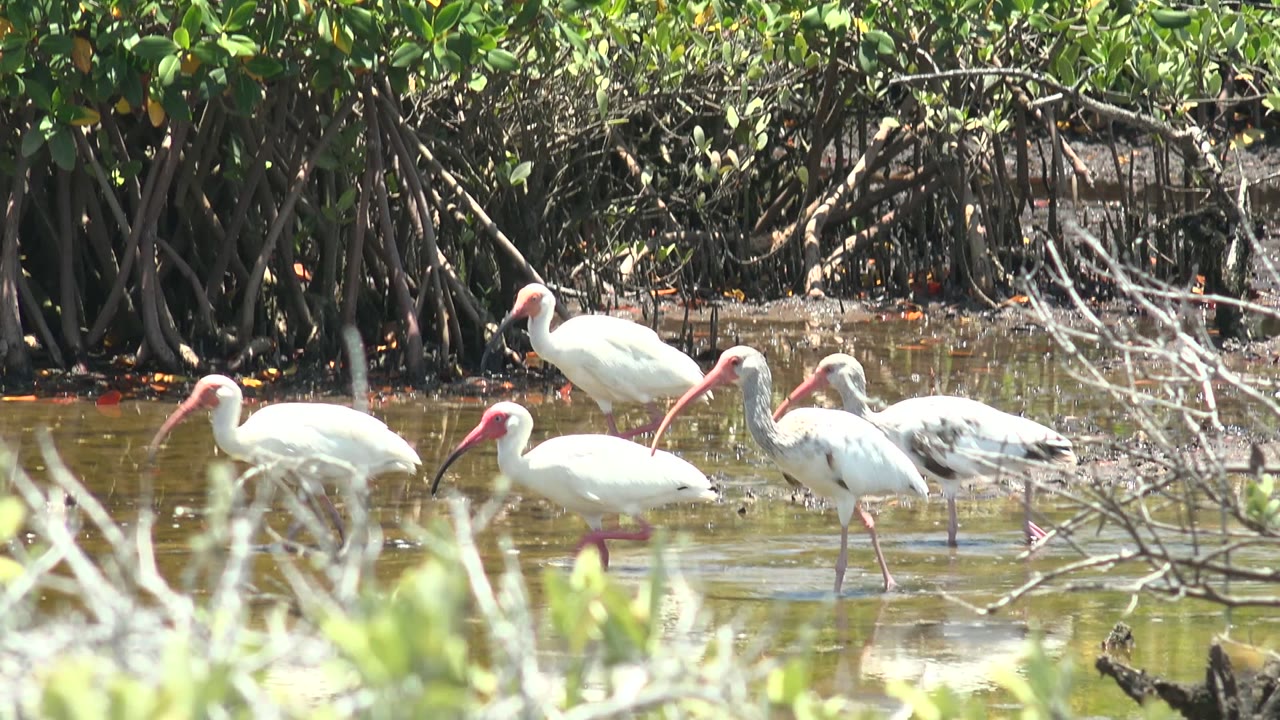 A cluster of white ibis moves through the San Carlos mangrove shallows, with bright white bodies against dark roots and soft foreground branches, no visible people.