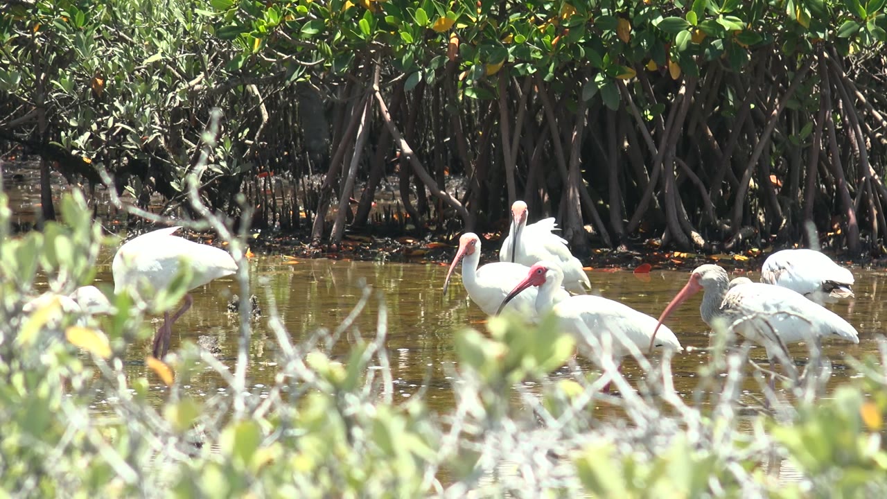 White ibises wade in shallow mangrove water in San Carlos, Baja California Sur, with blurred foreground brush and dense roots behind them, no visible people.