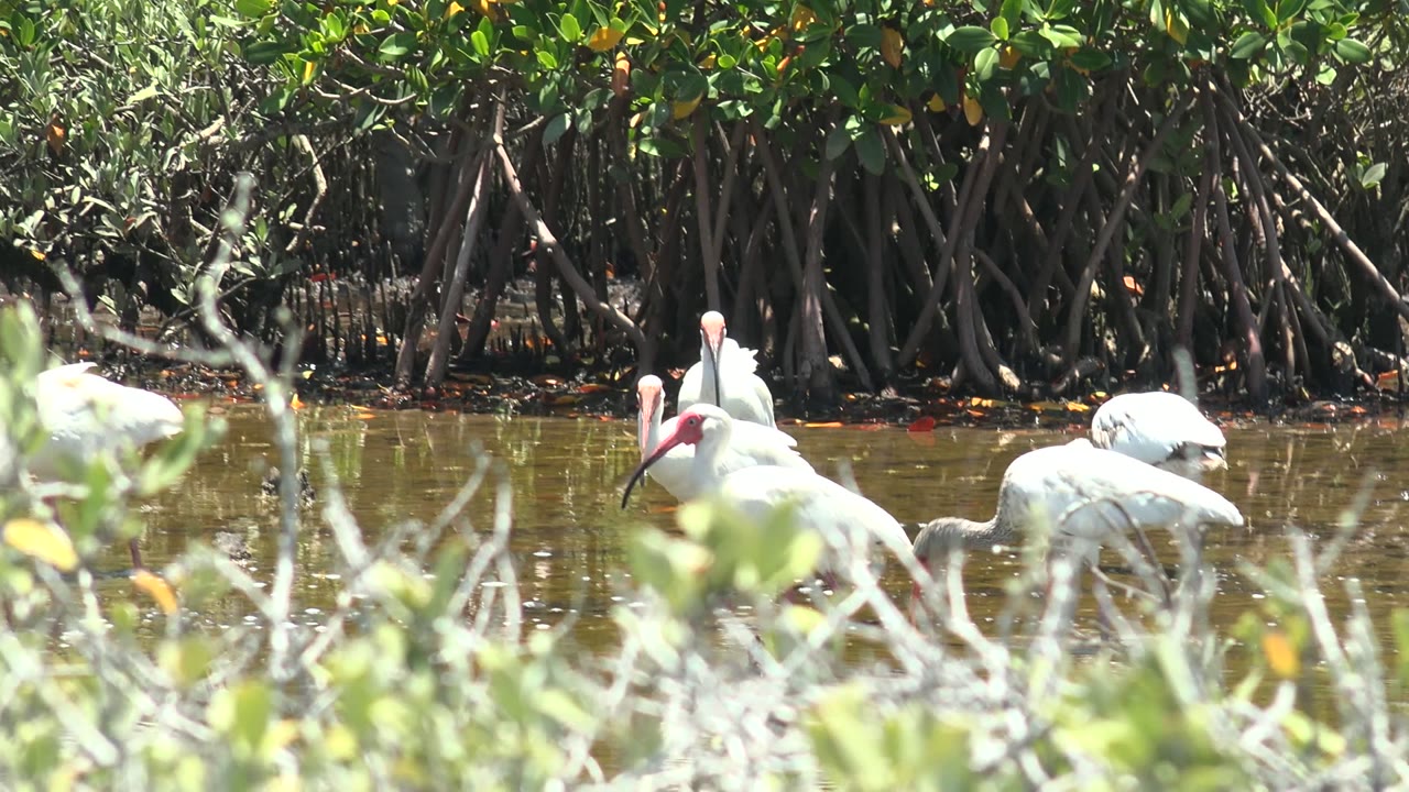 Several white ibises stand and feed in shallow water near mangrove roots.