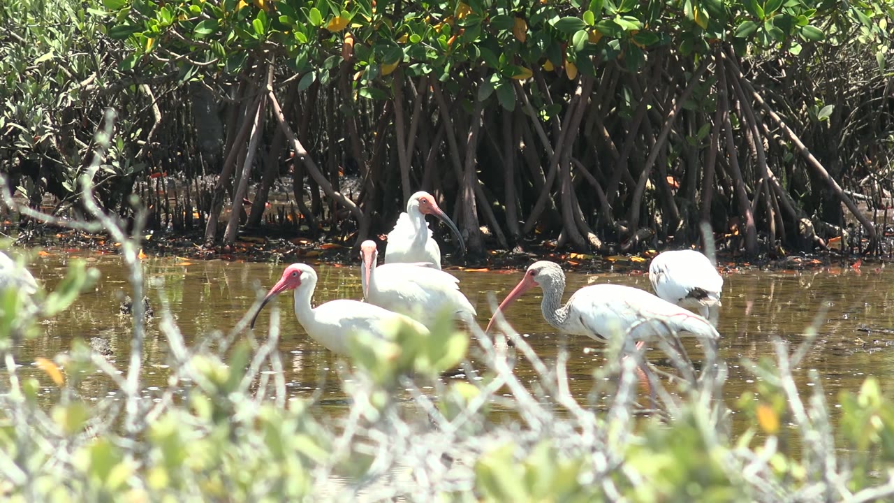 White ibises are spaced across the shallow wetland water in San Carlos, Baja California Sur, with dark mangrove trunks and green leaves in the background, no visible people.