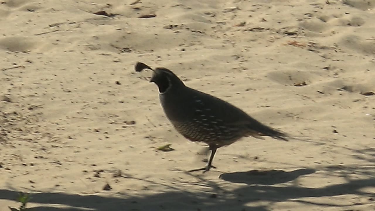 A quail walks left across sunlit sandy ground in San Carlos, Baja California Sur, with small green plants and no visible people.