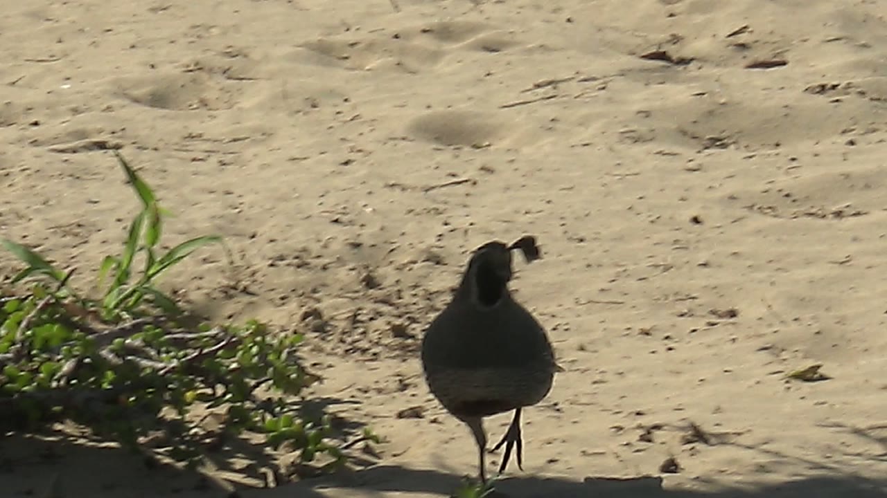 Quail centered on sand near a low green plant.