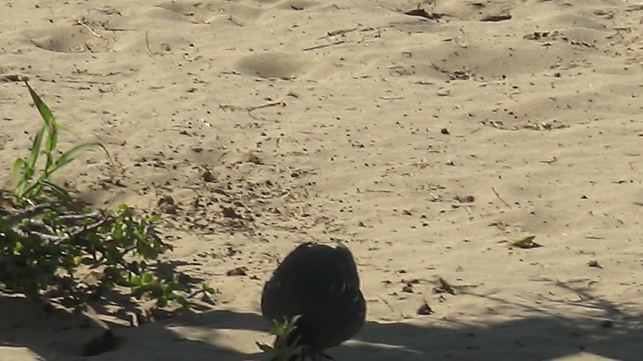 The quail appears darker as it moves beside low green vegetation on sandy ground in San Carlos, Baja California Sur, with no visible people.