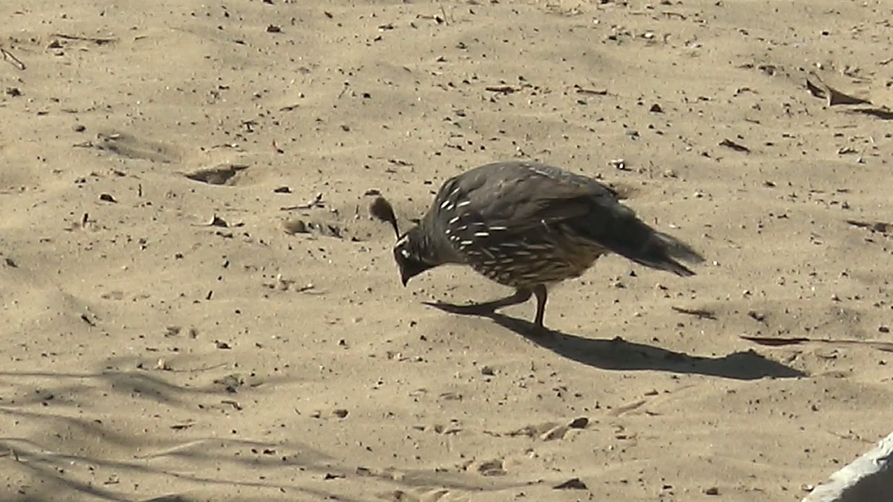 A quail pecks at pale sandy ground in San Carlos, Baja California Sur, with its shadow falling to the side and no visible people.
