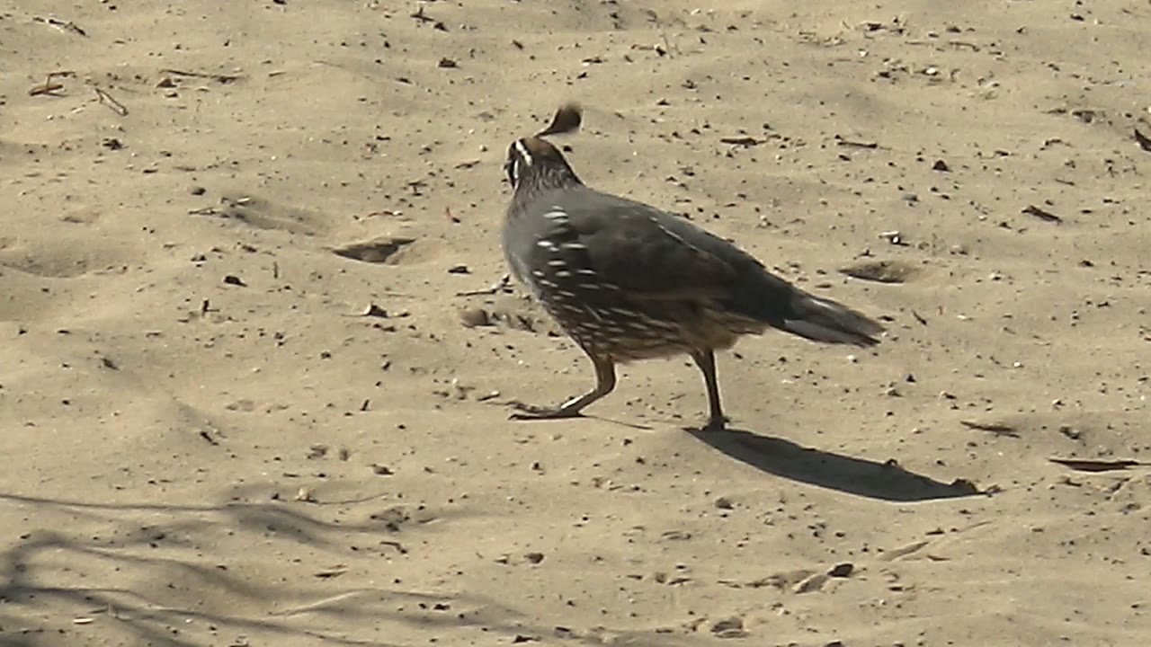Quail walking across sandy ground.