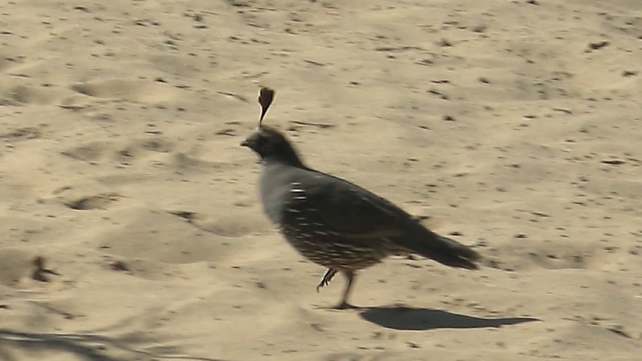 A quail stands on pale sand in San Carlos, Baja California Sur, seen in profile with a dark shadow and no visible people.