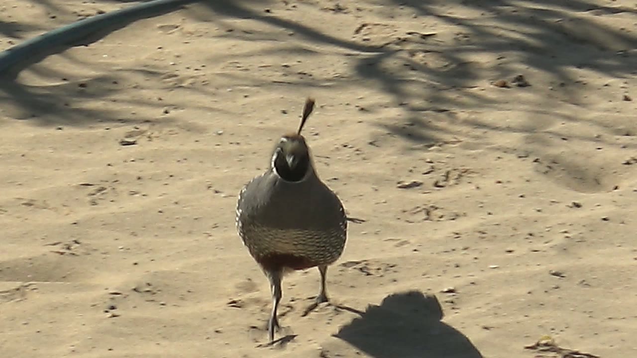 A quail stands nearly front-facing on light brown sandy ground in San Carlos, Baja California Sur, with hard sunlight, scattered marks in the sand, and no visible people.