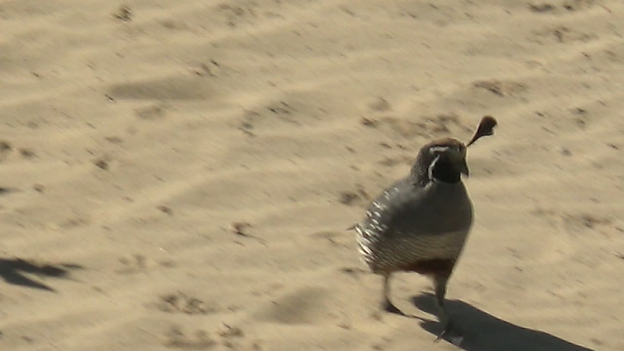 Quail centered on sandy ground with its head plume visible.