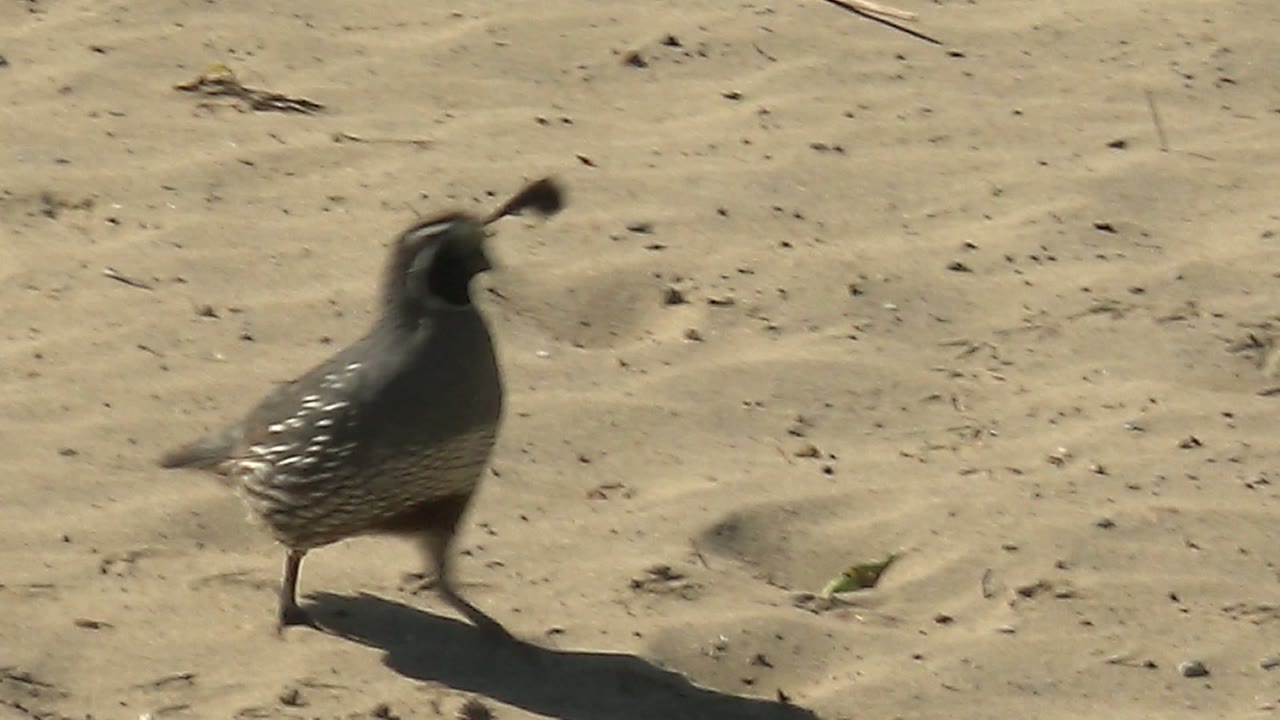 A side view of the quail walking right across sunlit sand in San Carlos, Baja California Sur, shows barred body feathers, a trailing shadow, and no visible people.