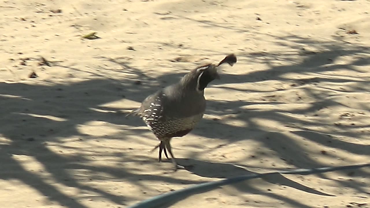 A quail walks left to right across pale sandy ground in San Carlos, Baja California Sur, with dappled foliage shadows and no visible people.