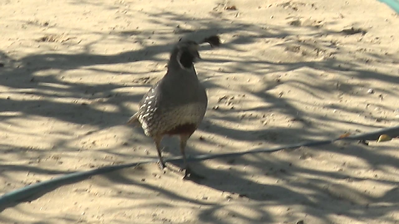 Quail standing upright on sunlit sand.