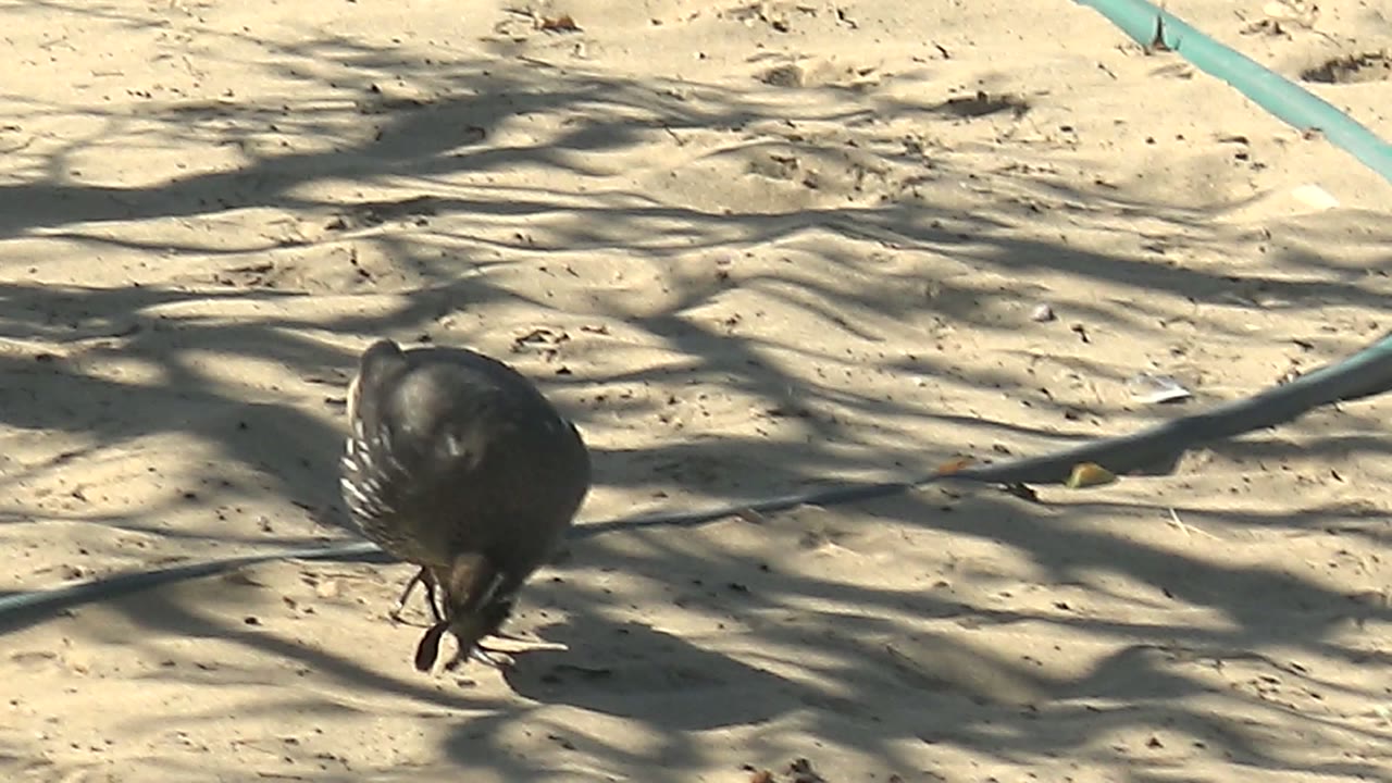 A quail bends forward to peck at the sand in San Carlos, Baja California Sur, with a pale hose or line crossing the shaded ground and no visible people.