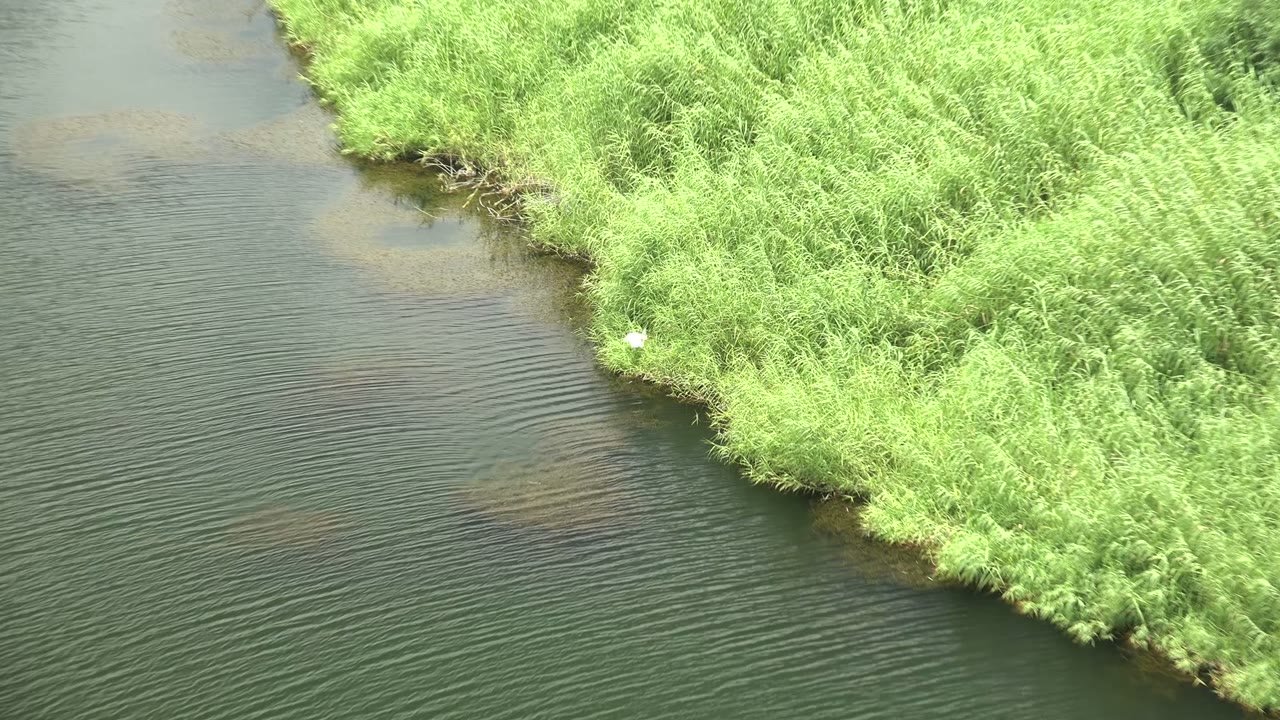 A white bird stands against bright green reeds on the right side of the river edge, with dark water and pale shallows to the left in Mulege, Baja California Sur, and no visible people.