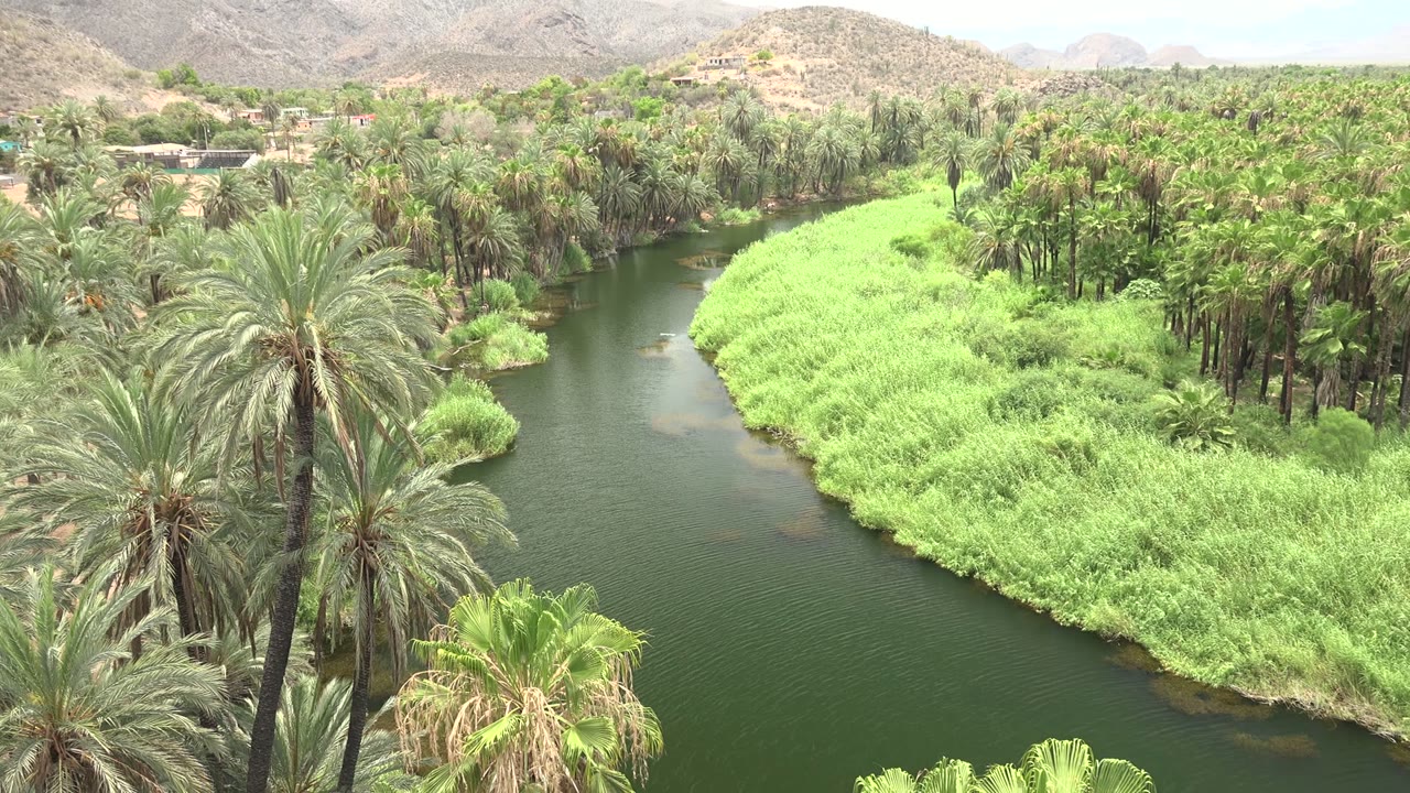 Opening view of a palm-lined river in Mulege, Baja California Sur, with bright green reeds on the right bank, dry hills in the distance, and no visible people.
