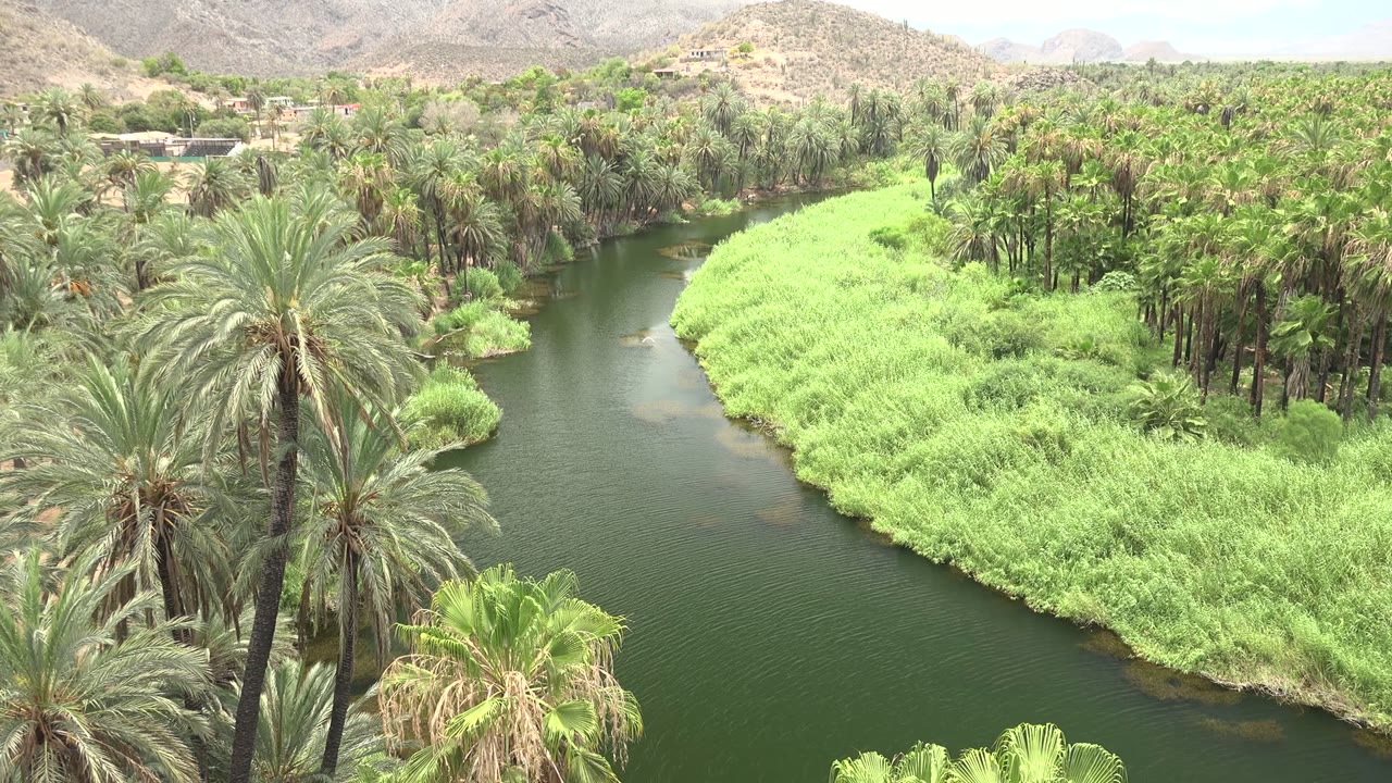 Elevated river view between palms and dense green reeds