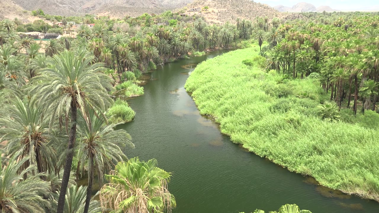 The Mulege river curves past a bright reed bank with tall palms in the foreground, darker palms across the water, dry hills behind, and no visible people.