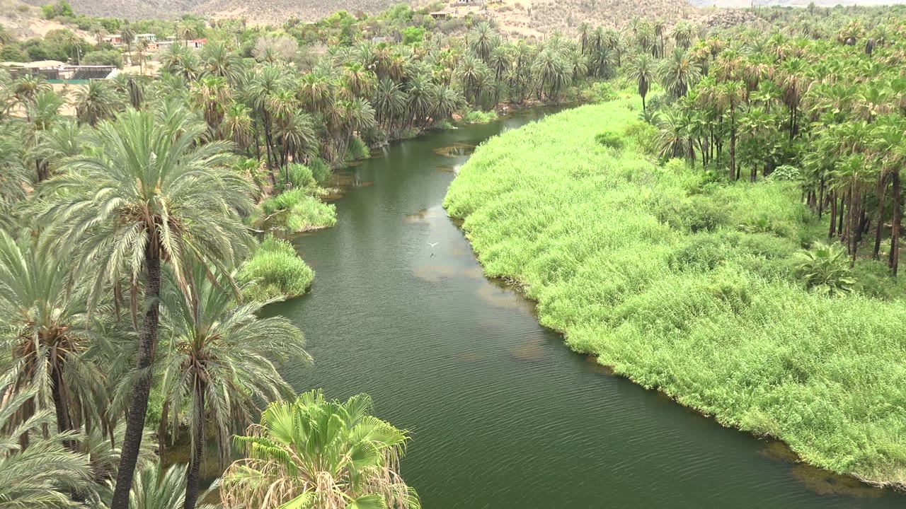 Closer river bend with palms, reeds, and rippled green water
