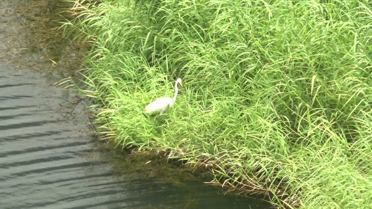 A white heron or egret stands near the water's edge in Mulege, Baja California Sur, with bright grass around it and no visible people.