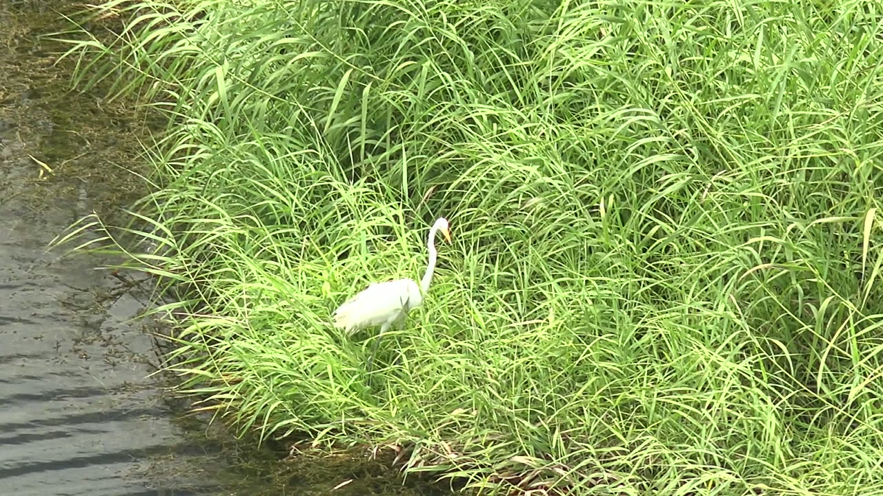 White heron partly surrounded by grass near a narrow strip of water.