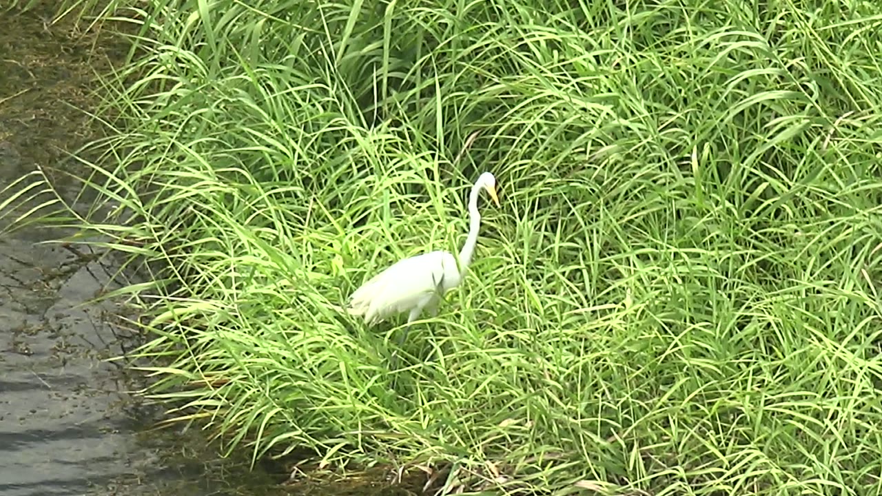 A white heron or egret holds its neck upright in dense green grass by the water in Mulege, Baja California Sur, with no visible people.