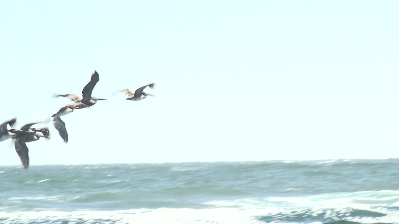 Pelicans fly across the upper frame above rolling ocean surf in La Bocana, Baja California Sur, with no visible people.