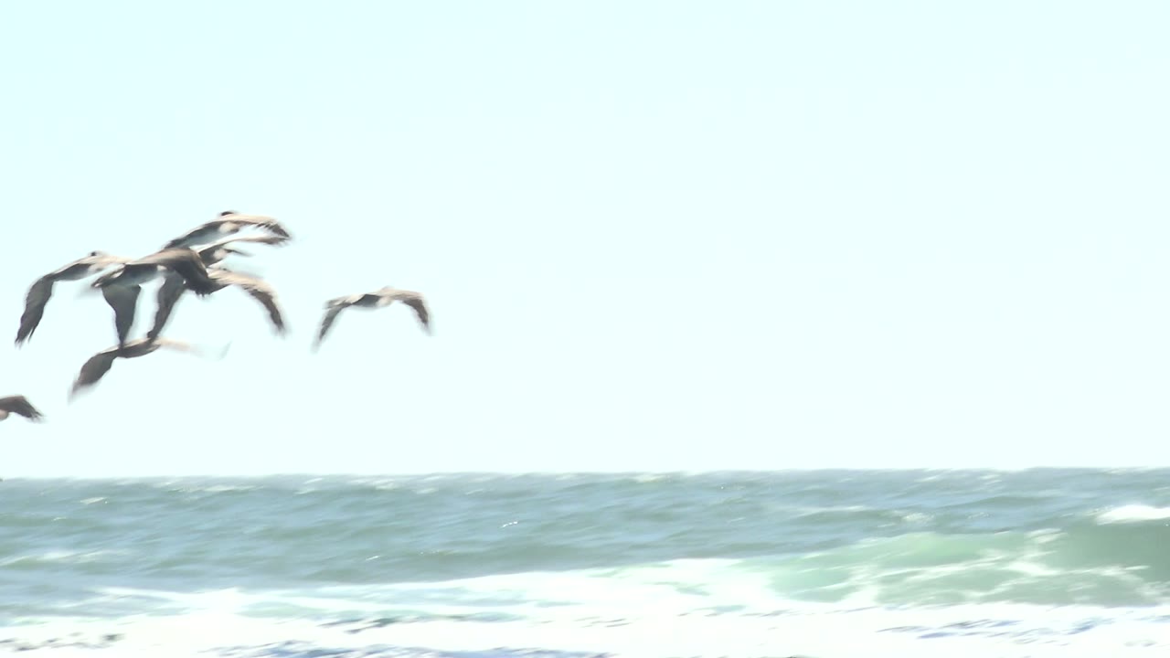 Pelicans gliding near the horizon over waves.