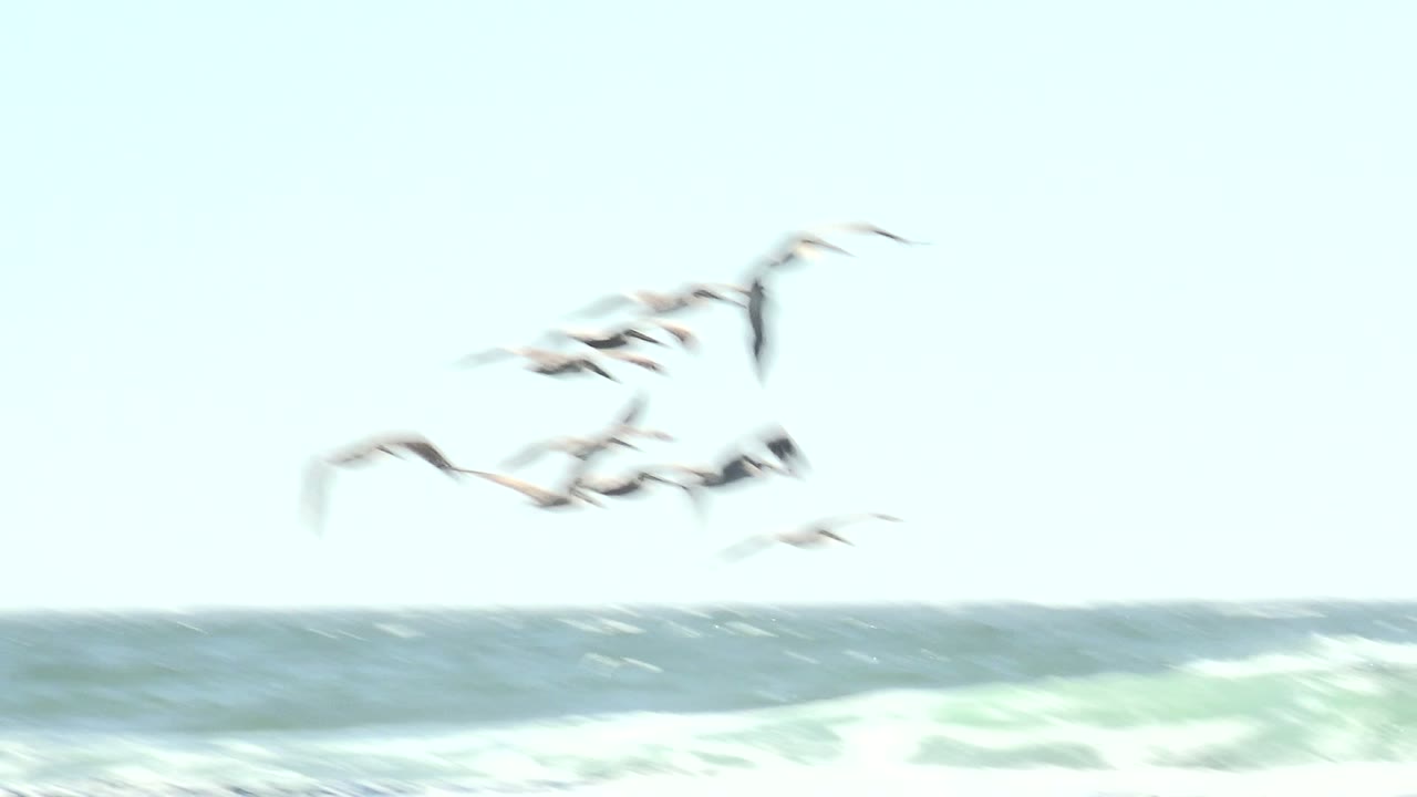 Pelicans cross the bright sky above blue-green ocean waves in La Bocana, Baja California Sur, with no visible people or structures.