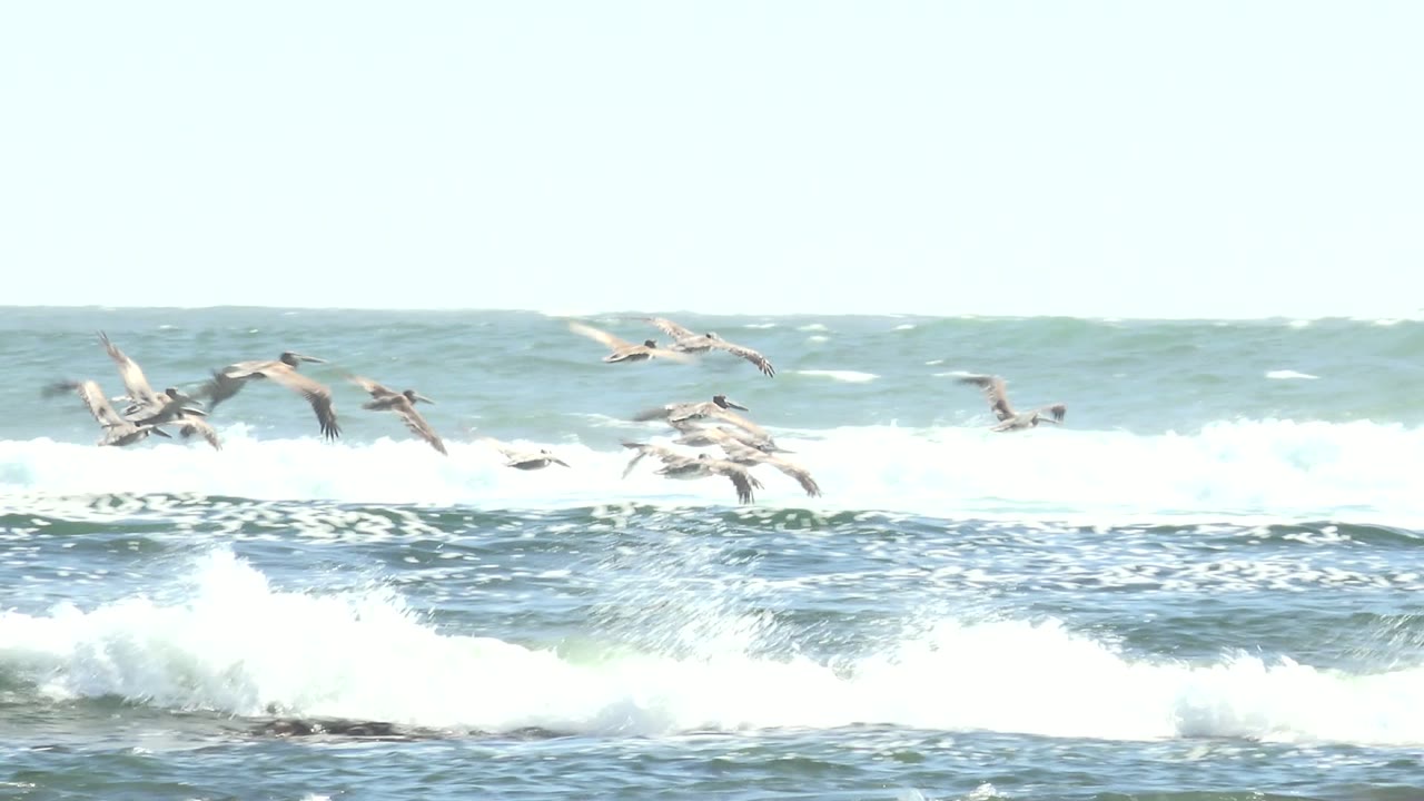 Seabirds fly across breaking surf at La Bocana, Baja California Sur, with pale sky above the waves and no visible people.