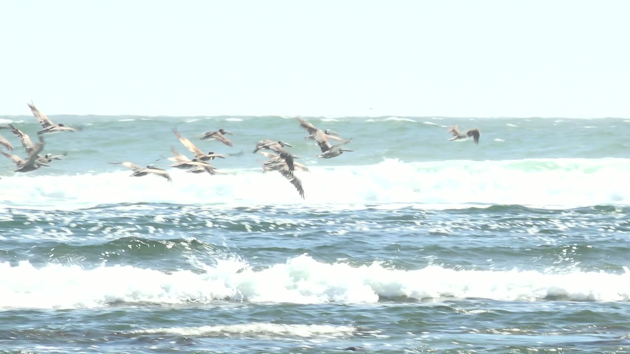 Flock of seabirds crossing choppy surf.