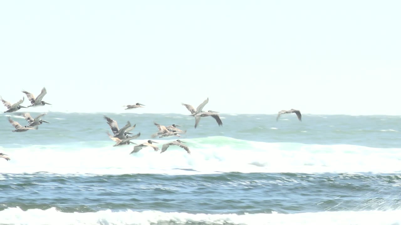 Scattered seabirds move above white ocean breakers at La Bocana, with teal water, bright glare, and no visible people.