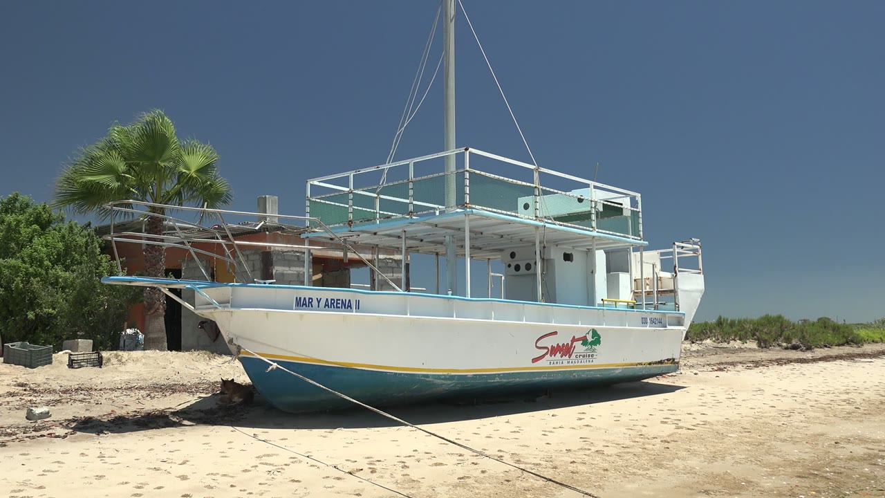 A white and pale blue boat labeled MAR Y ARENA II appears on a sandy beach in San Carlos, Baja California Sur, with a palm tree and low vegetation behind it and no visible people.