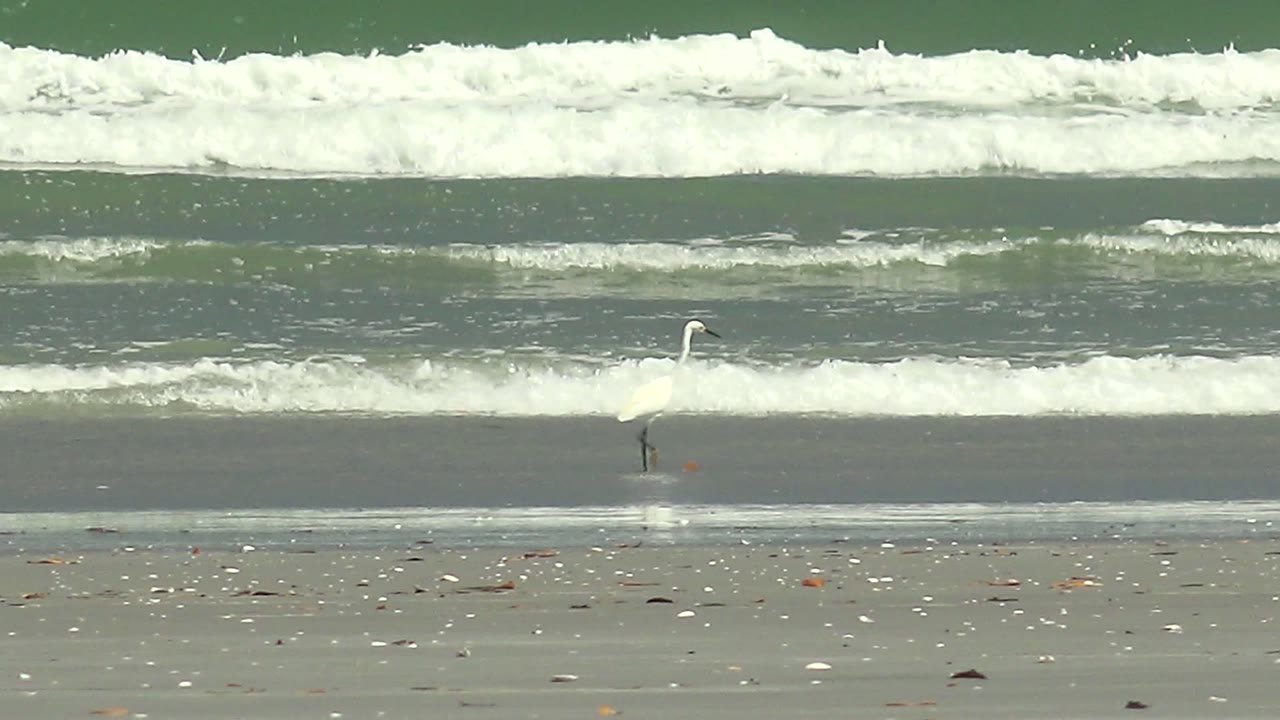 A white heron stands near the left side of the La Bocana shoreline as foamy ocean bands roll behind it, with no visible people.