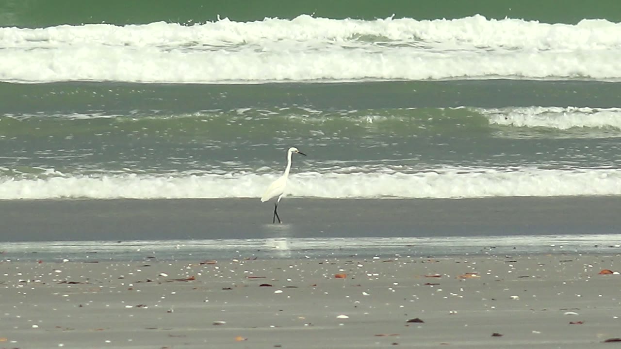 White heron stepping along the beach in front of breaking surf.