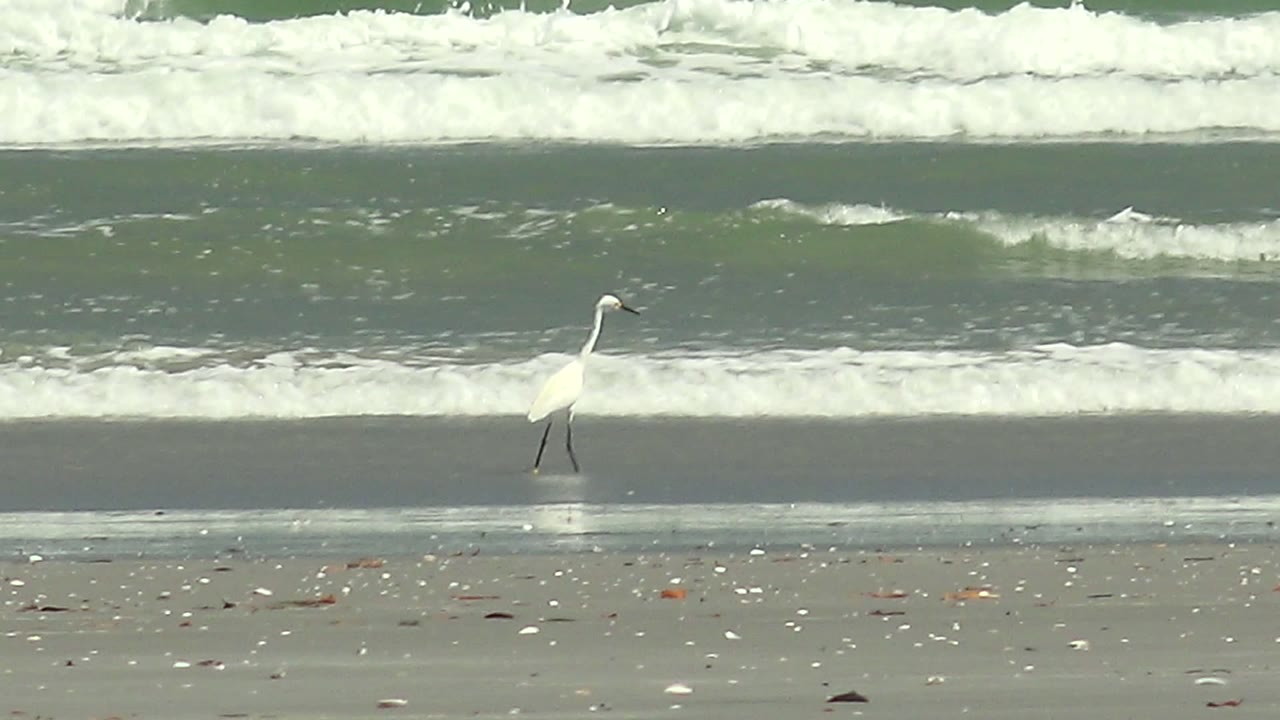 A white heron continues along the La Bocana beach near the surf line, with pale reflections below the bird and rolling green-gray water behind it, with no visible people.