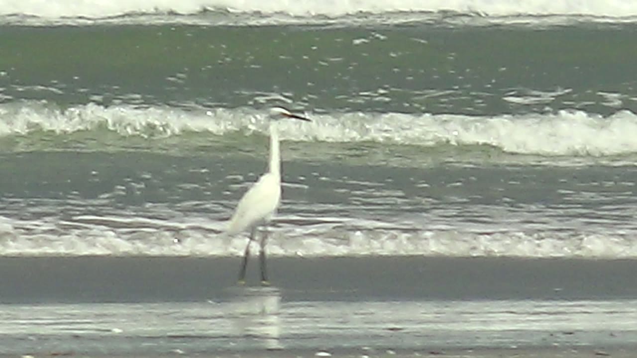 A white heron stands near the left side of the La Bocana shoreline with white surf bands behind it and no visible people.