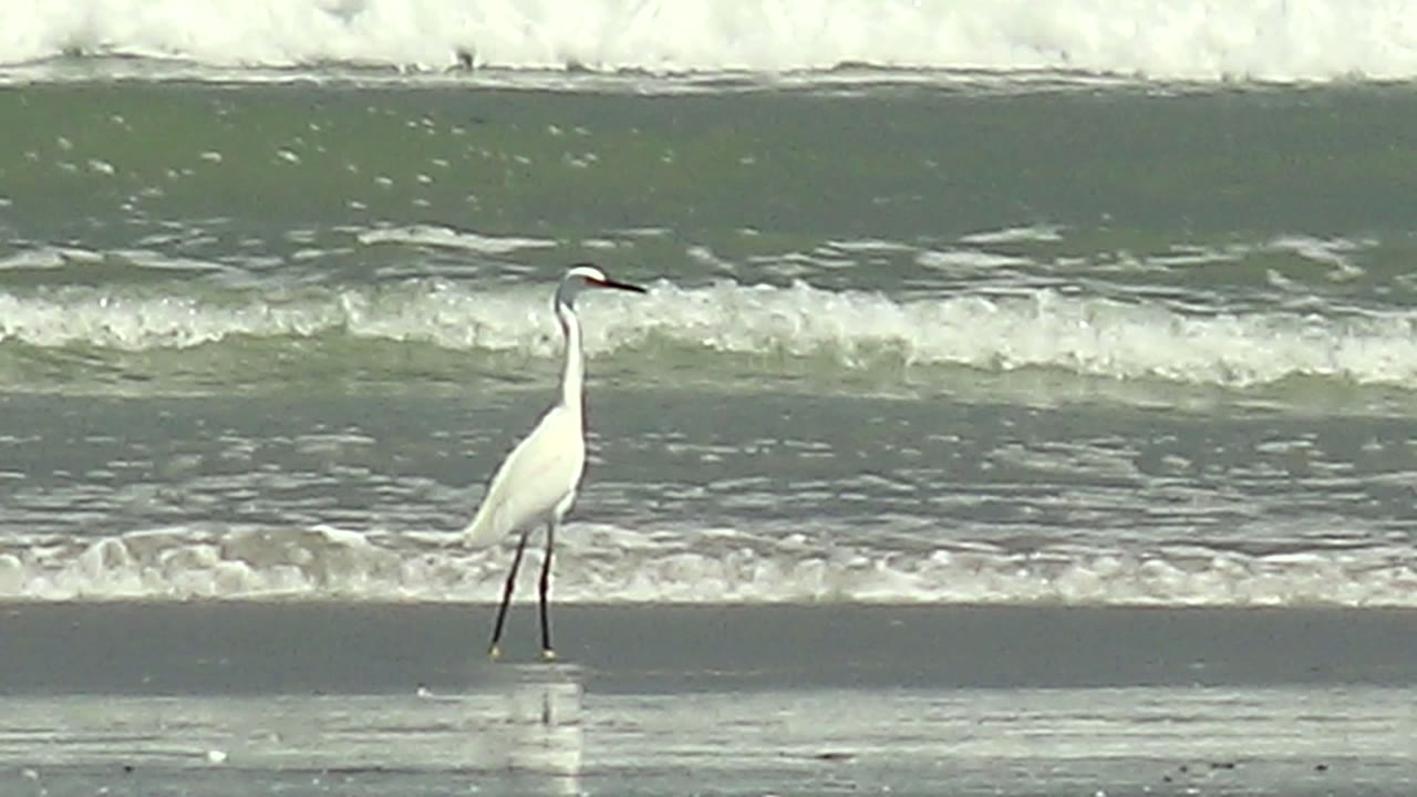 White heron centered on the shoreline in front of breaking waves.