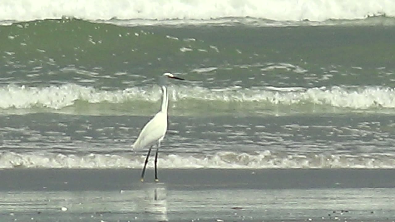 A white heron appears near the right side of the La Bocana shoreline, standing on reflective sand with a white wave crest in the background and no visible people.