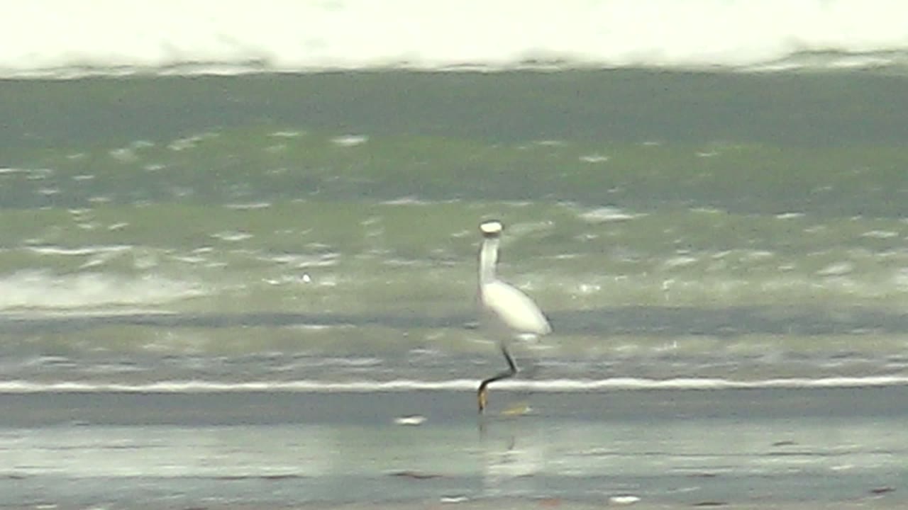 At La Bocana in Baja California Sur, Mexico, a white heron steps along reflective wet sand as a foamy ocean wave spans the background, with no visible people.