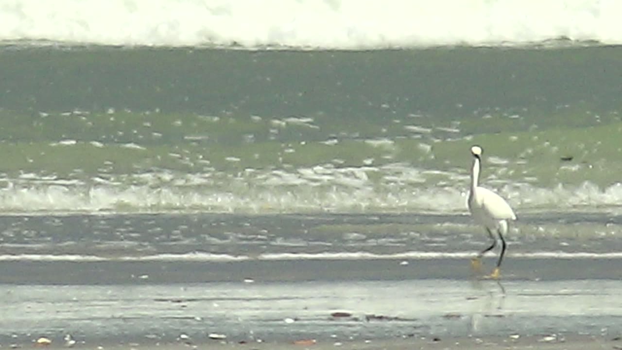 White heron farther along shoreline in front of breaking surf