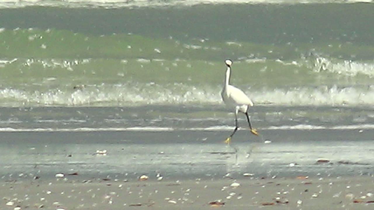 The heron appears near the right side of the La Bocana beach frame, walking parallel to the waterline as white foam bands cross the ocean background, with no visible people.