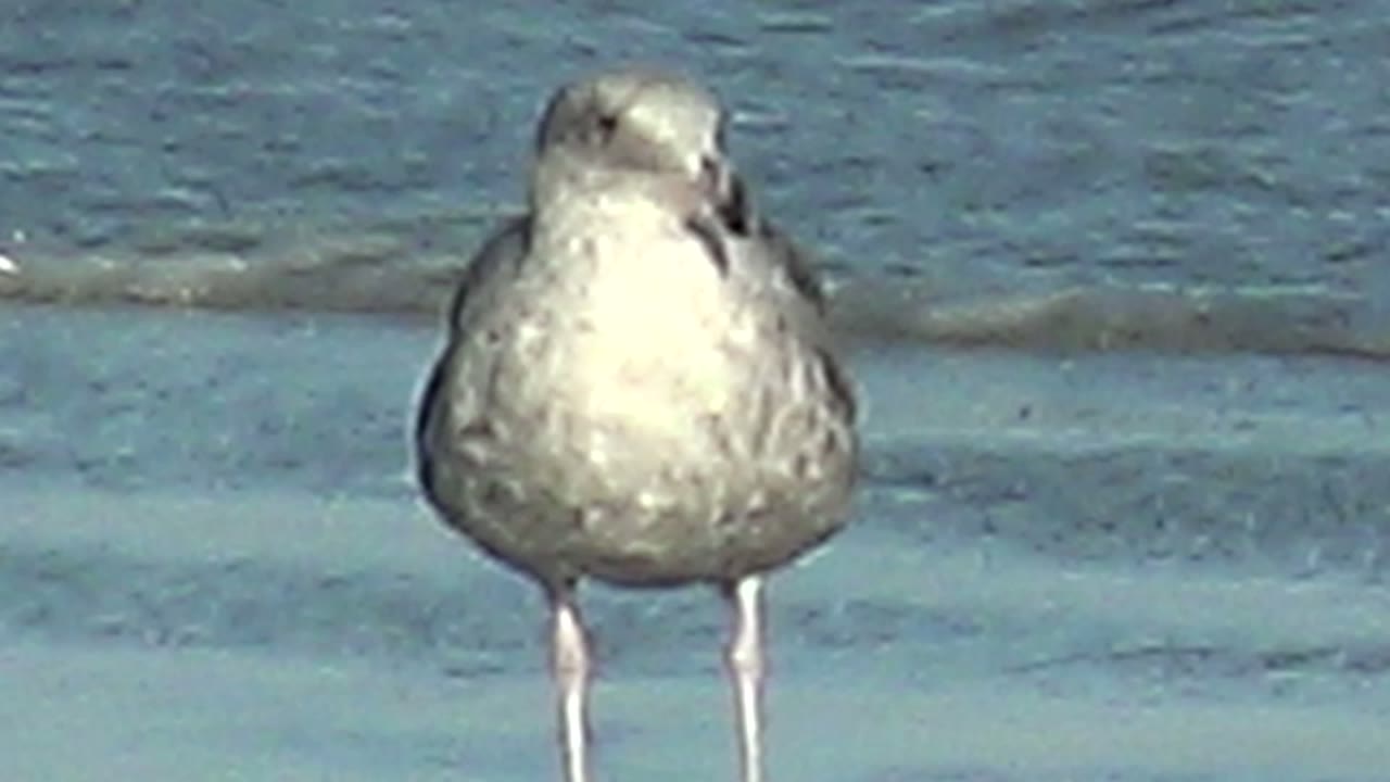 A gray and white seagull stands near the center of shallow blue water in La Bocana, Baja California Sur, with ripples behind it and no visible people.