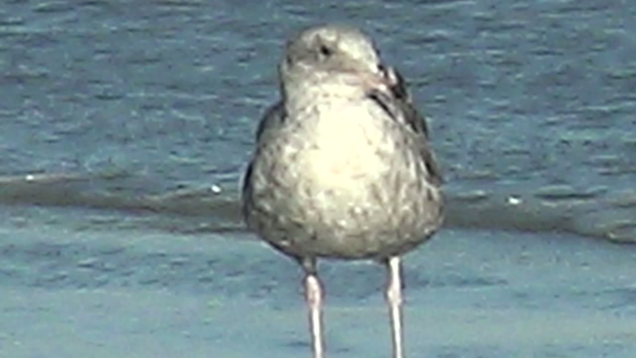 Seagull facing slightly sideways in rippled water
