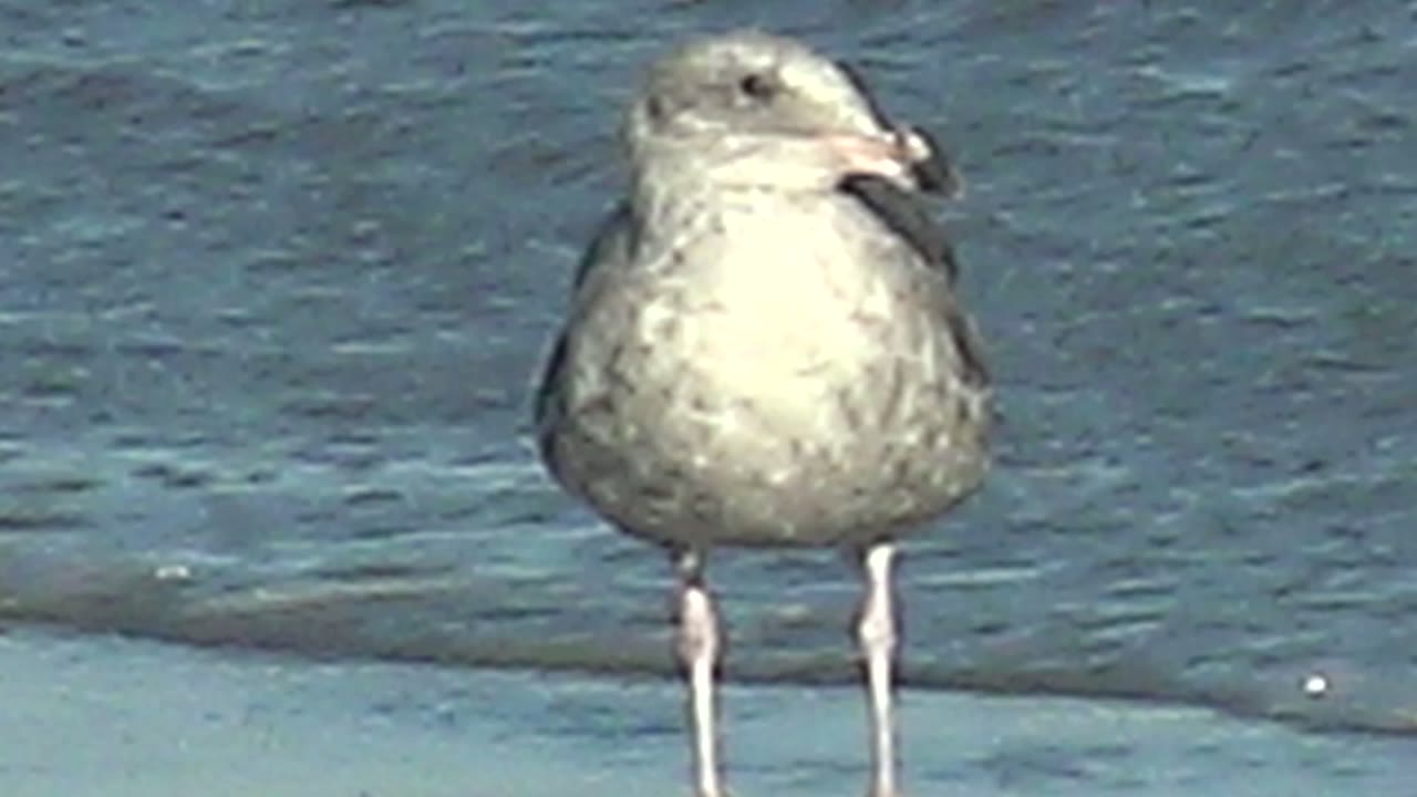 A seagull faces slightly to the right in La Bocana shallow water, with bright light on its chest, pale legs visible, and no visible people.